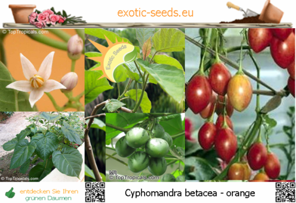 Cyphomandra betacea 'orange' * Tamarillo * 50 Samen